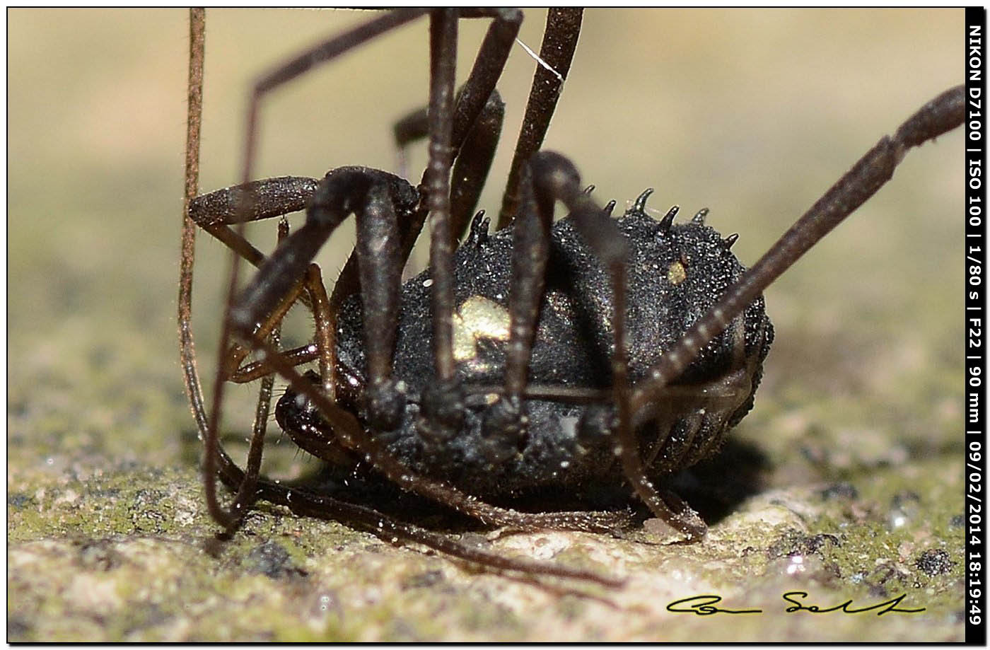 Histricostoma argenteolunulatum, Nemastomidae